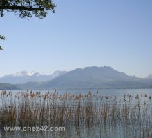 Reed beds in the lake, Annecy-le-Vieux
