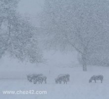 Donkeys in a blizzard, near chez42