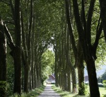 Tree-lined path, Saint-Jorioz